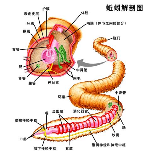 蚯蚓圖